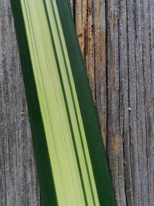 VARIEGATED FLAX LEAF